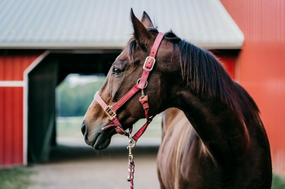 Eskadron: Kvalitet og stil for hest og rytter