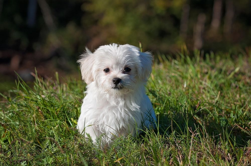 Omplassering av hund i stavanger  hva bør du vite?