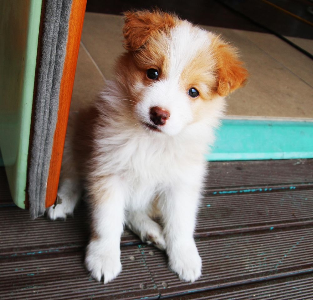 Hundehotell  trygg omsorg når hunden trenger ferie